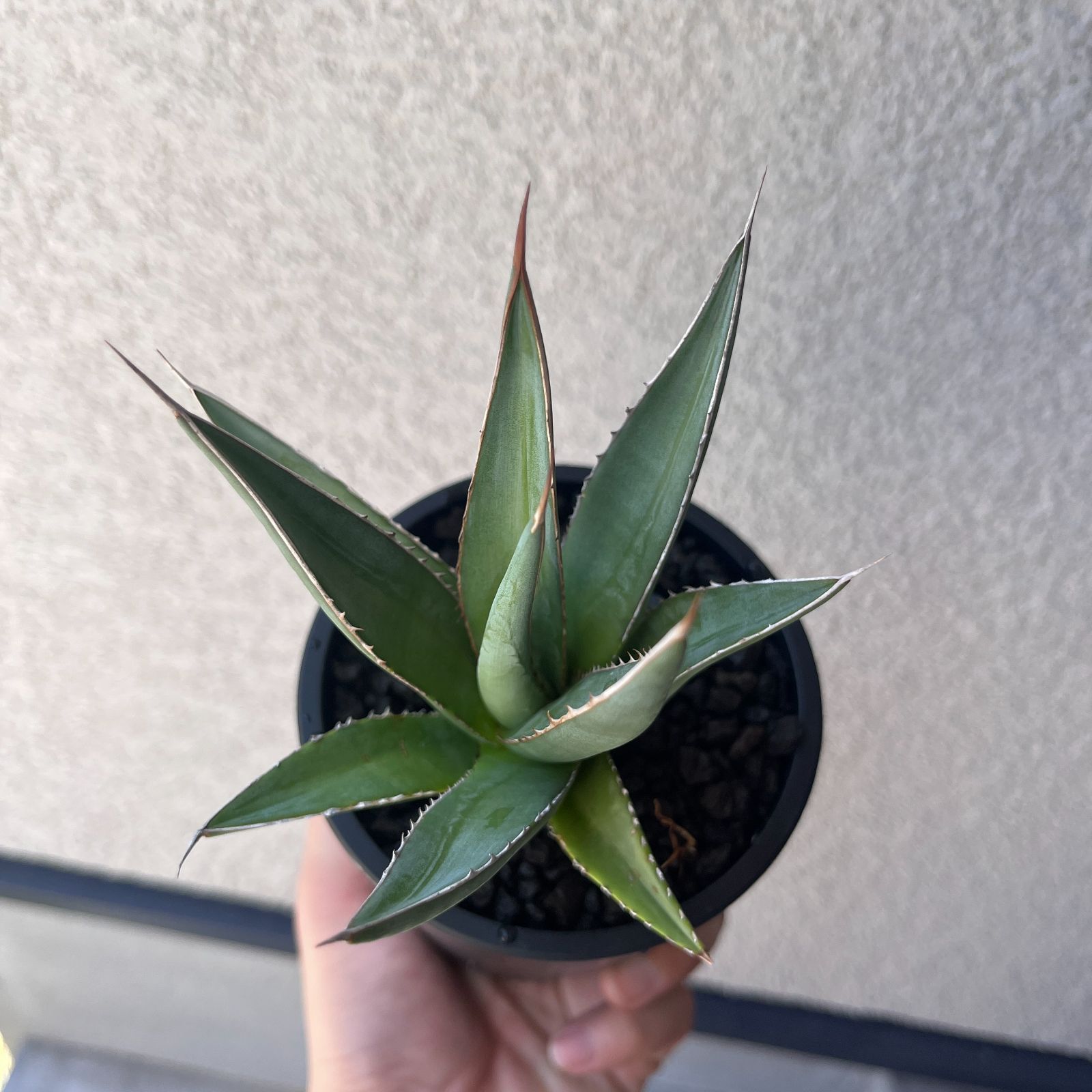 アガベ・ホリダ 実生株3年目｜Agave horrida Seedling21 - メルカリ