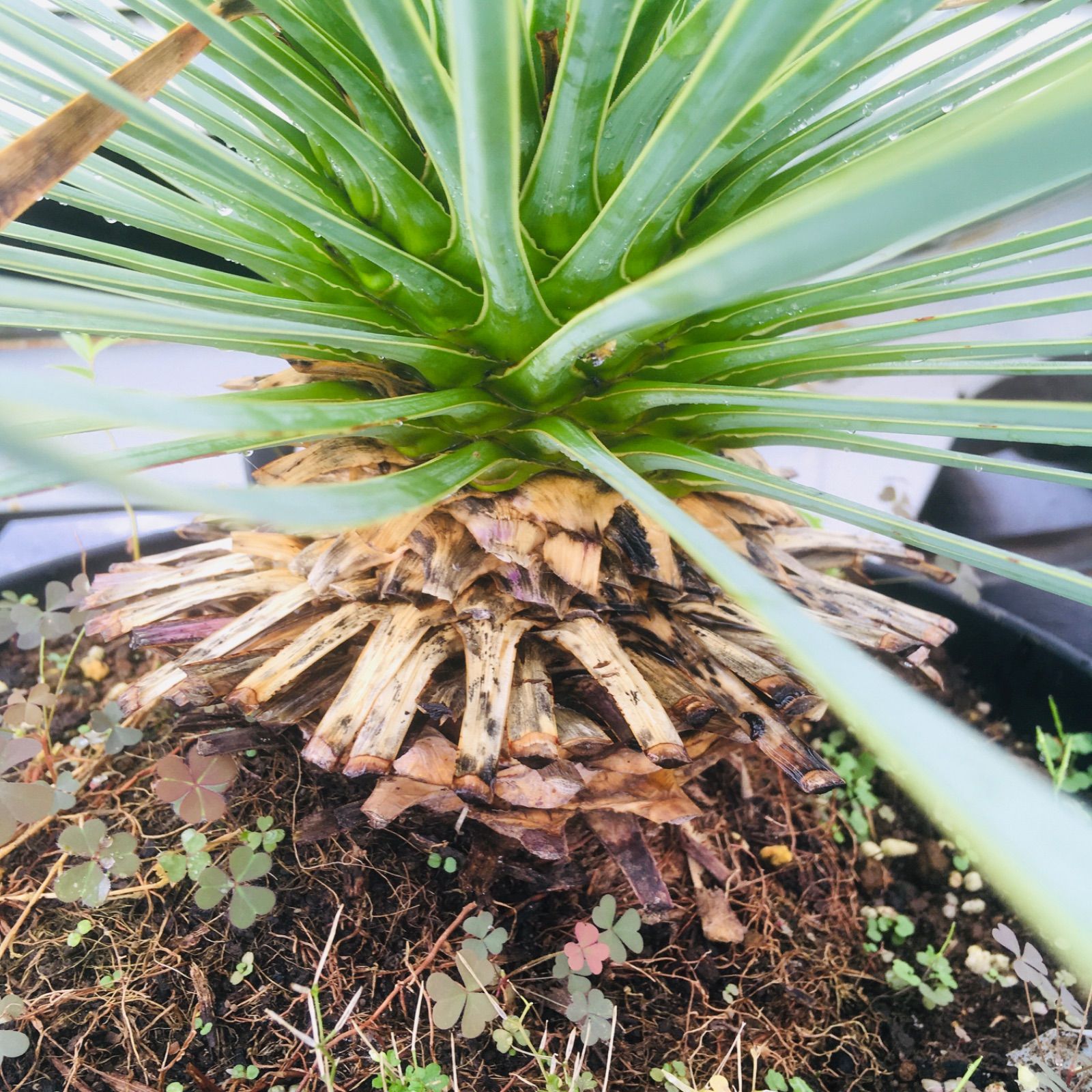 【高騰品種・発根済み】ユッカ ロストラータ スーパーシルバー 特選 高騰品種・発根済み】ユッカ ロストラータ スーパーシルバー