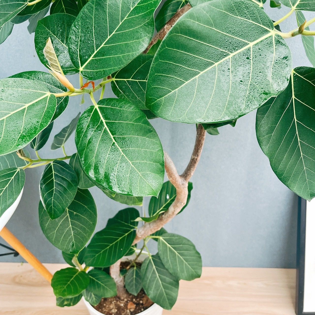 ［現品］【希少】☆おしゃれ☆ 13番 フィカス グランディス 曲がり 8号 観葉植物 室内 大型 レア ゴムの木