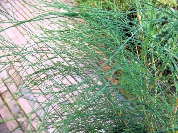 現物「タマモクマオウ」5号 モクマオウ科 オーストラリア原産