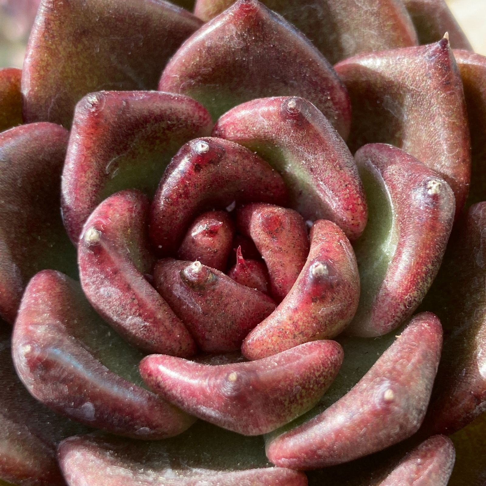 新入荷】エケべリア ブラッククリスタル 多肉植物韓国苗【ポコ多肉