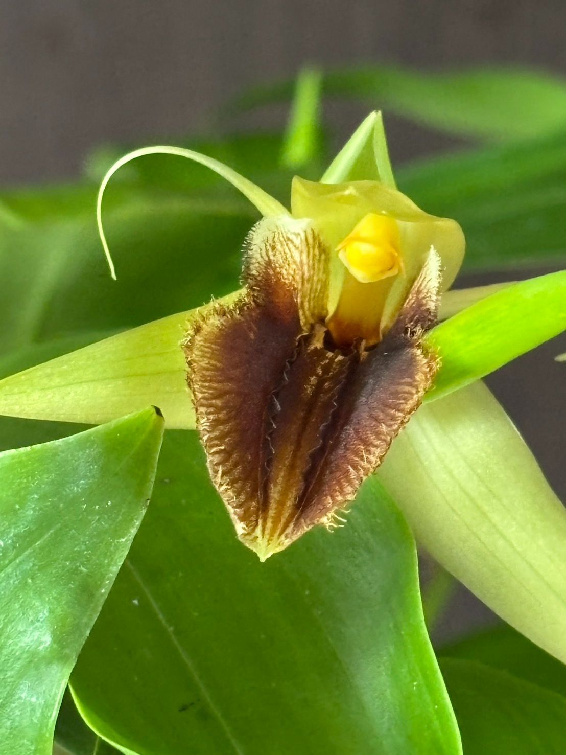 乱君！　オオシロモンセセリ、クロセセリ、オキナワビロウドセセリ　セット 乱君様専用！ オオシロモンセセリ、クロセセリ、オキナワ