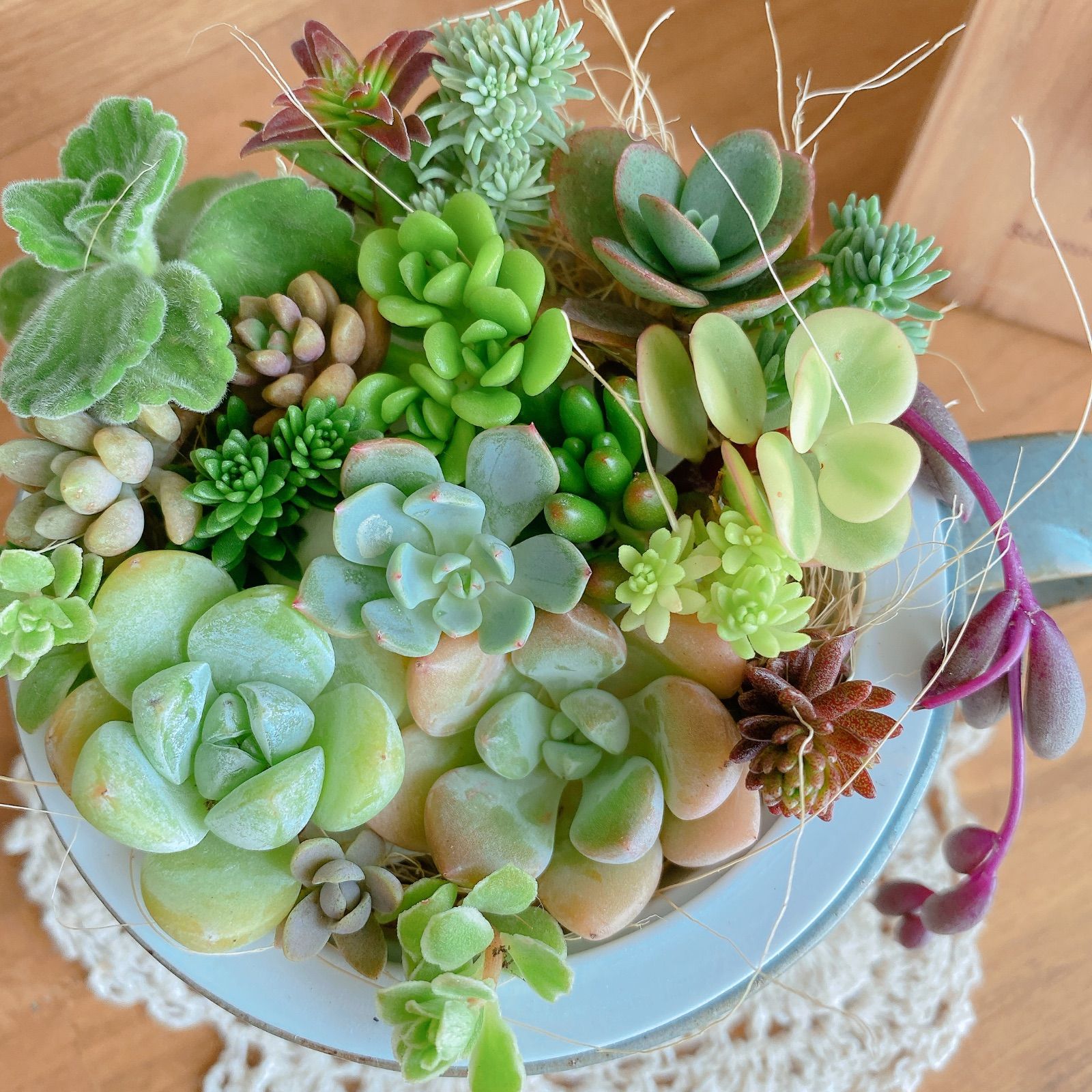 ご確認ページ　多肉植物寄せ植えセット 多肉植物 寄せ植え用苗セット 25種以上 その他素材 spark garden