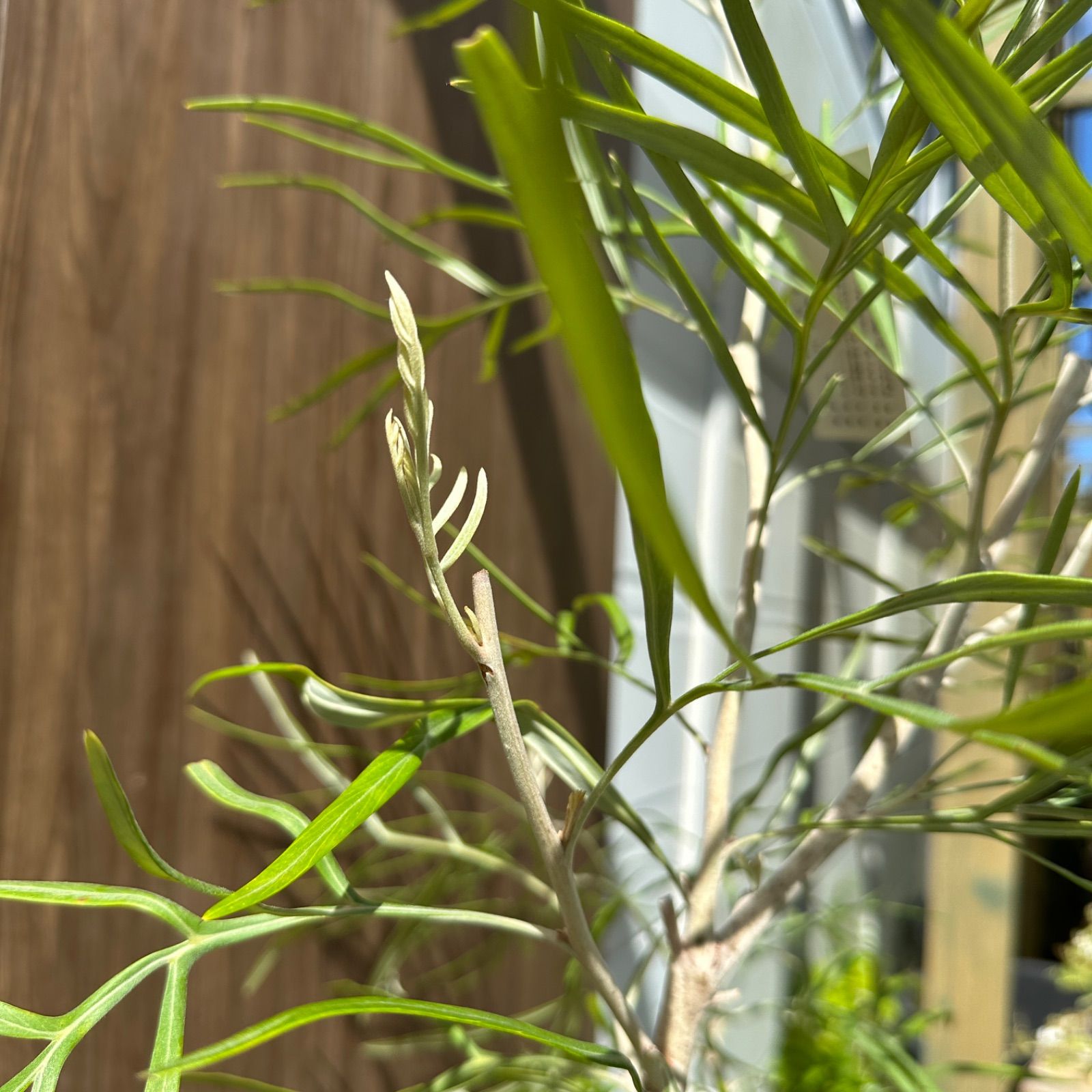 グレビ バンクシー