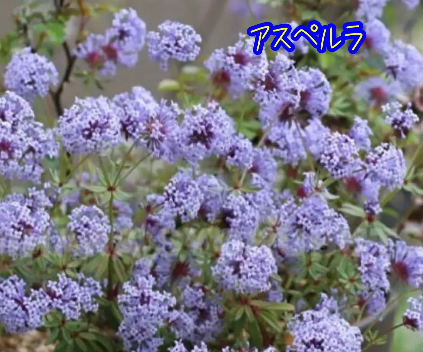 アスペルラ オリエンタリス 種50粒 - メルカリ