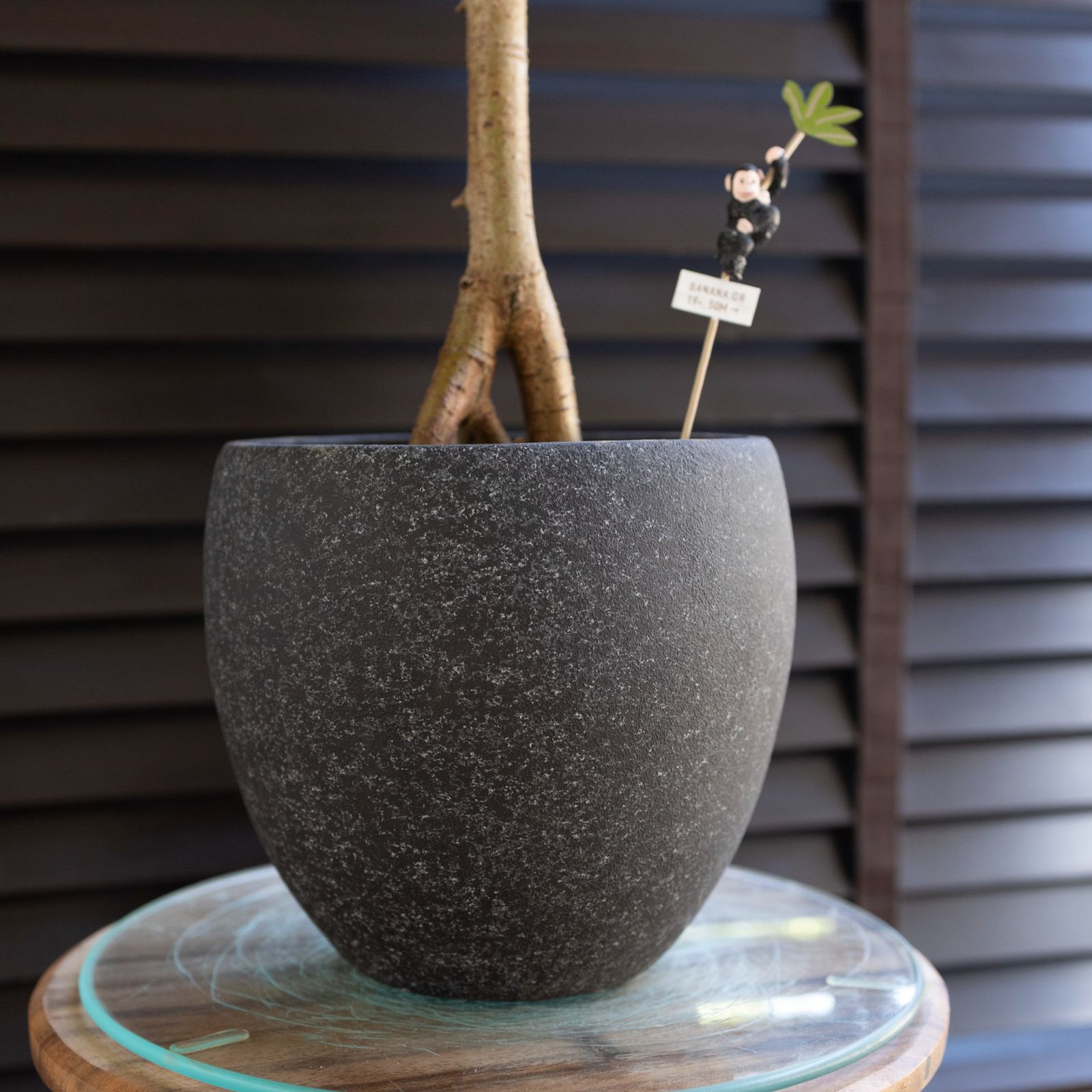 パンダガジュマル 接ぎ木 6号 陶器鉢 ピック付 観葉植物 ガジュマルの