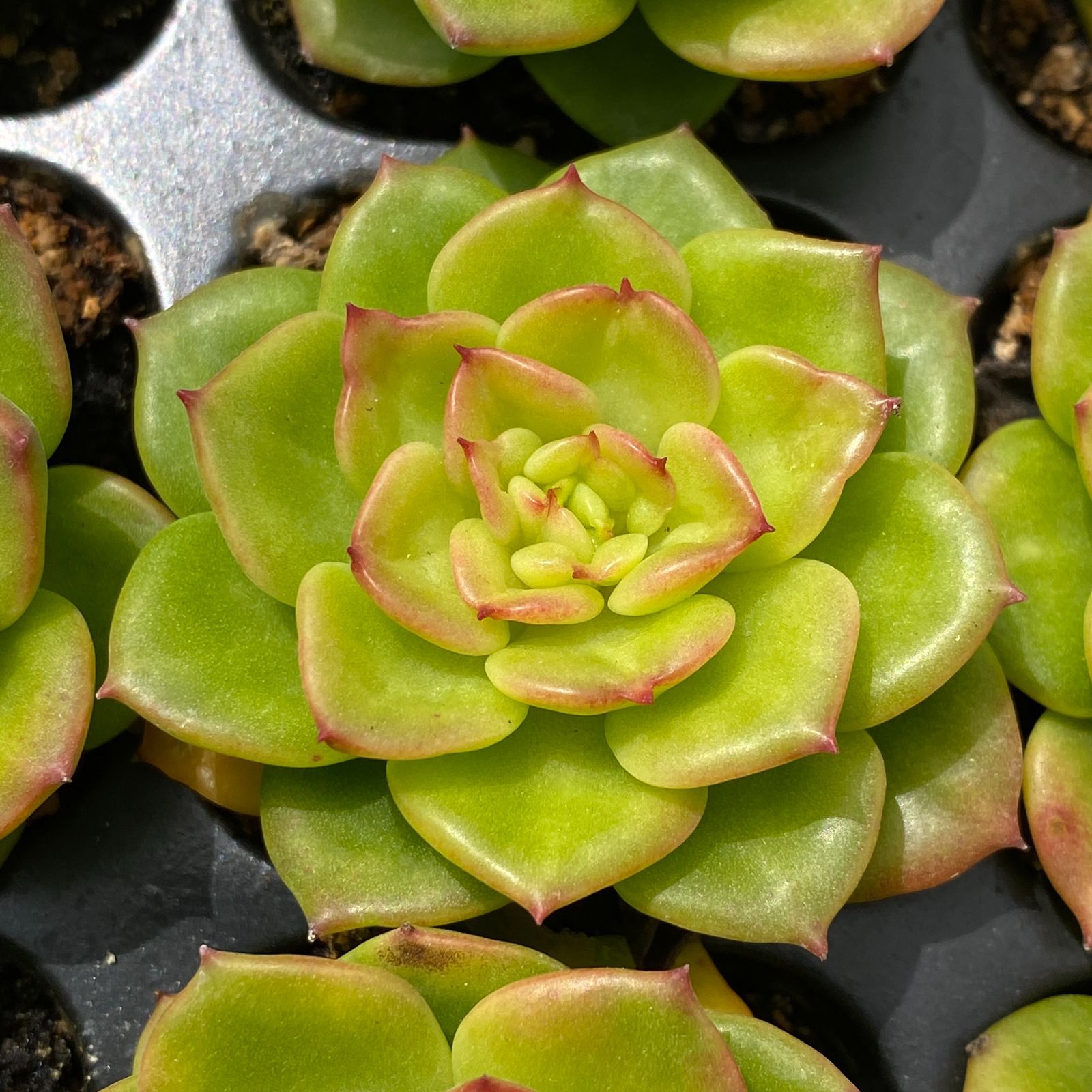 土付き ティア ZM302×72苗 ベリー ふっくら 多肉植物 詰め合わせ