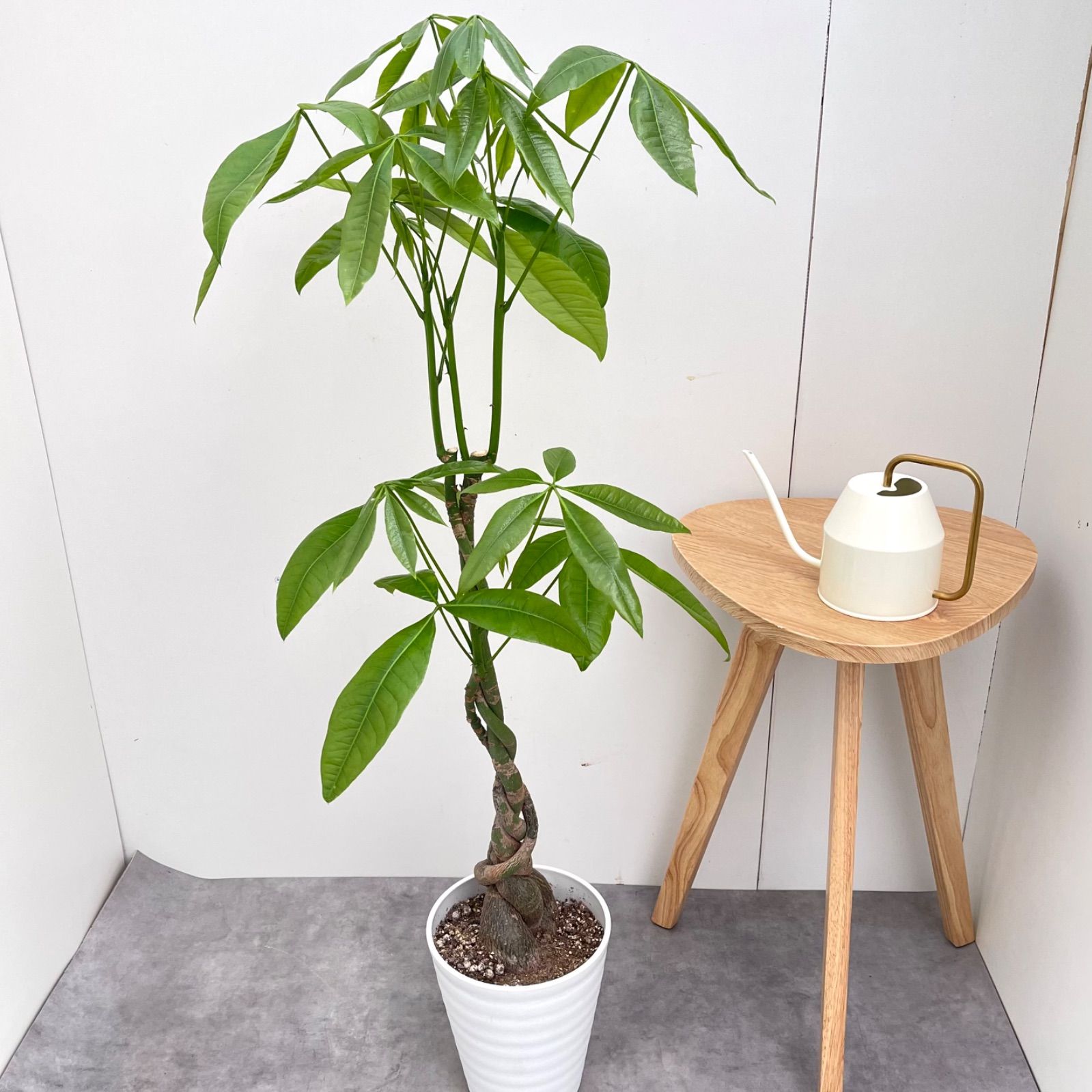 パキラ ねじり 10 現品 観葉植物 室内 大型