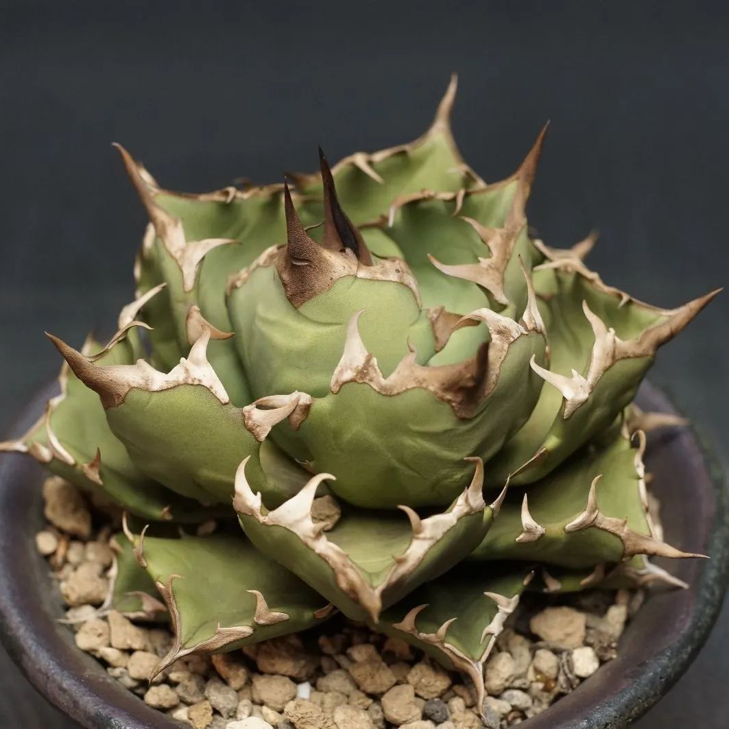 agave titanota dwarf アガベ チタノタ ドワーフ 姫厳龍 ⑬