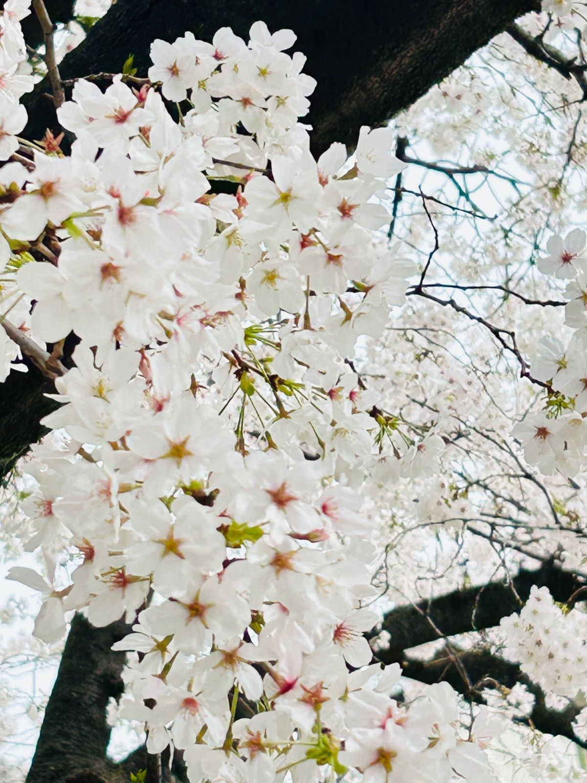 ルチ様 お花セット