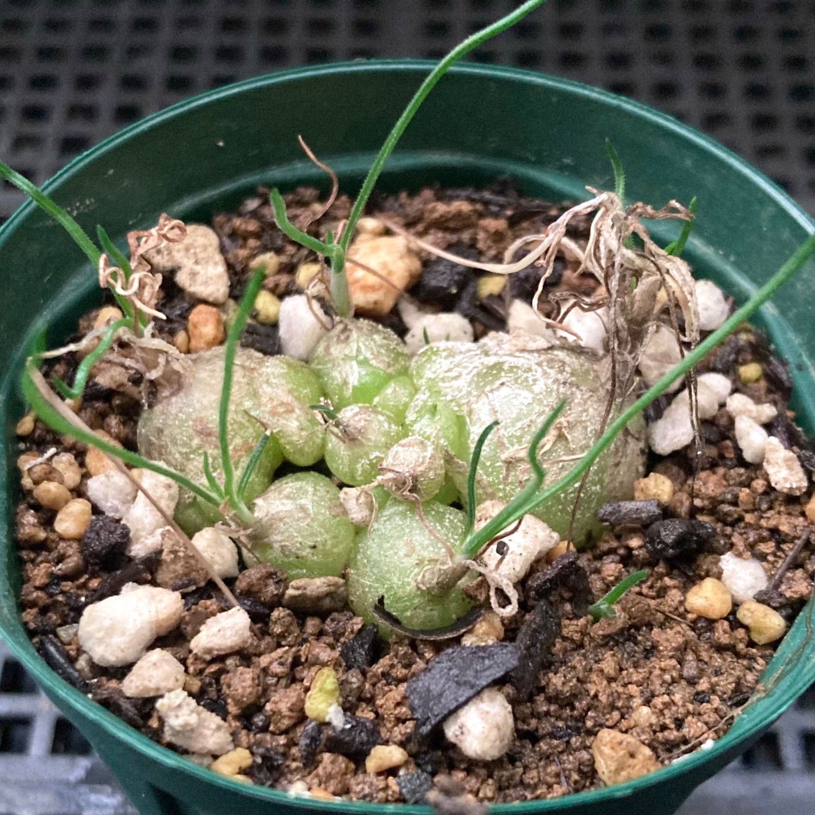 球根植物 ケープバルブ オーニソガラム トルツオスム ちぢれ玉