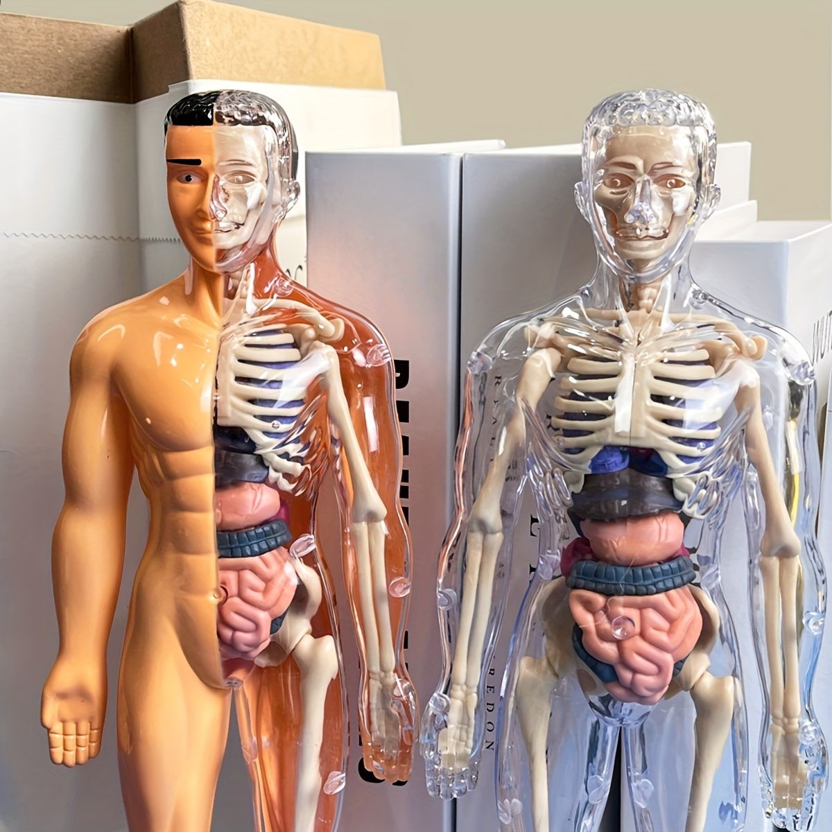 予約販売】人体解剖モデル1/2倍大 - 京都科学オンラインショップ
