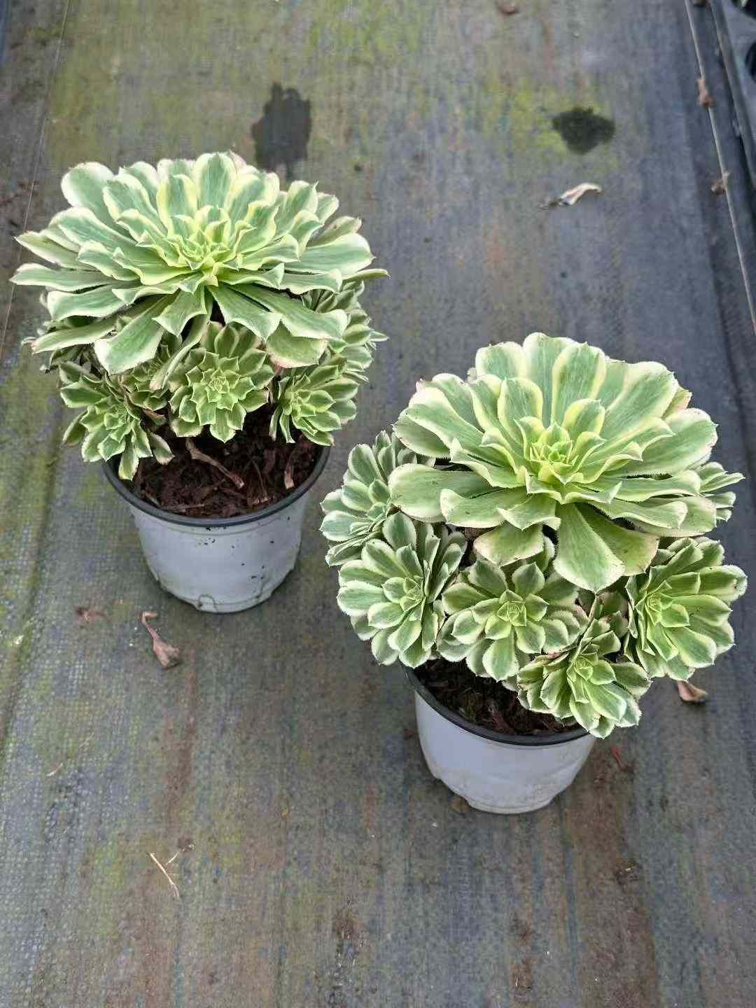 マイバッハ(超特大群生)◎多肉植物 カット苗 韓国苗 アエオニウム