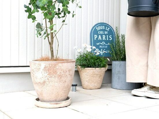 ユーカリ ポポラス ホワイトテラコッタ鉢植え 苗 ユーカリ ポポラス