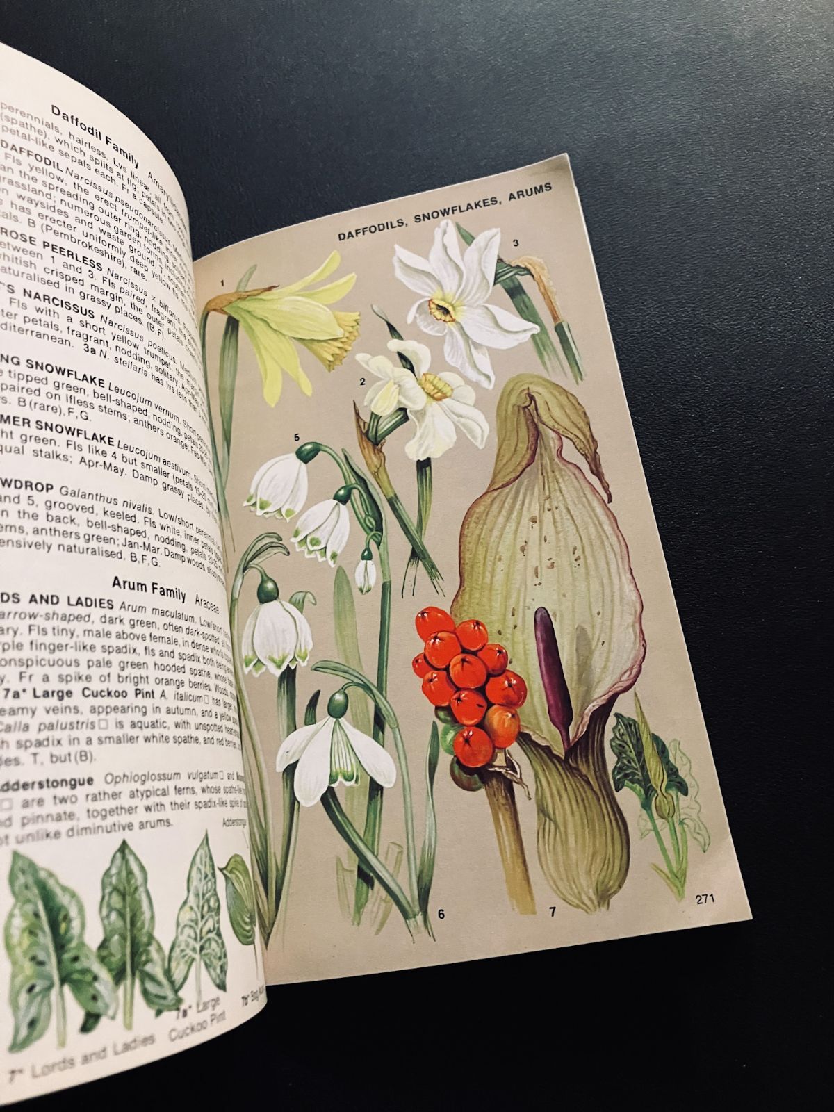 イラストたっぷりの植物図鑑 The Wild Flowers of Britain and