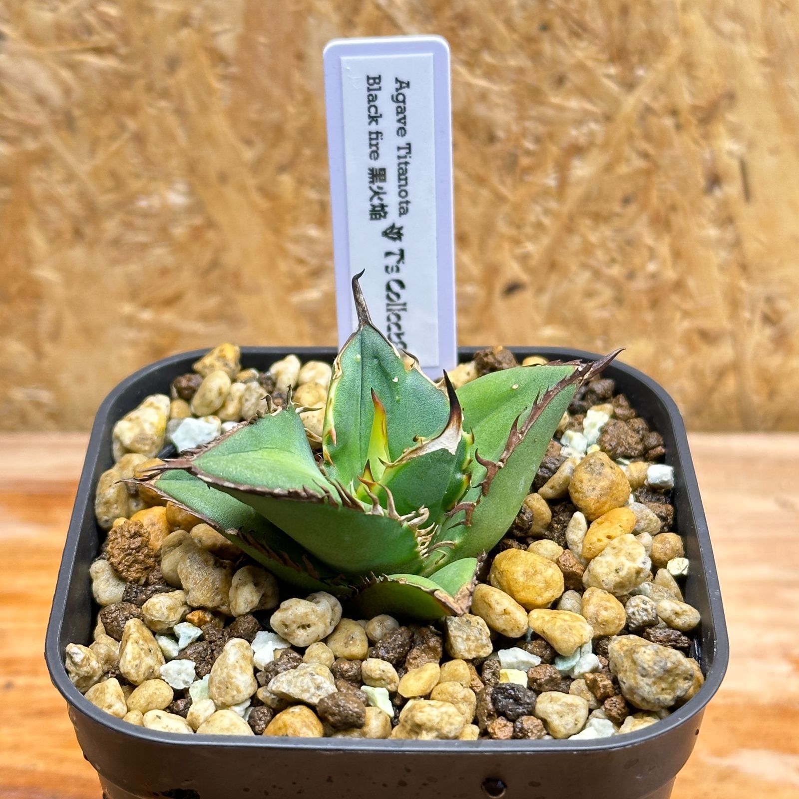 Agave titanota'黑火' アガベ チタノタ ブラックファイヤー 4