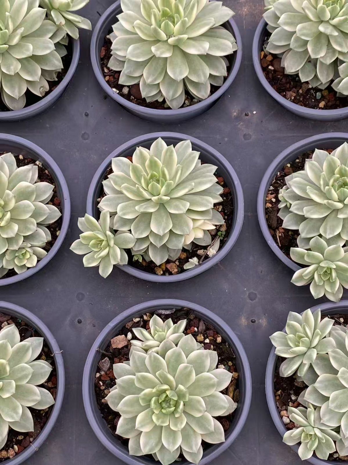 男*屋様 G503　ミニマ錦　抜き苗　40株　多肉植物 エケベリア 韓国苗 サボ 男*屋様 G503 ミニマ錦 抜き苗 40株 多肉植物 エケベリア 韓国苗 サボ