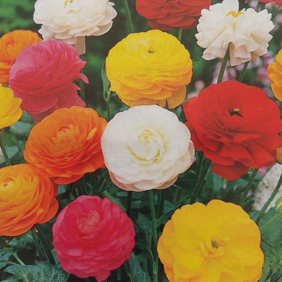 ラナンキュラス球根 ドリマーミックス10球根