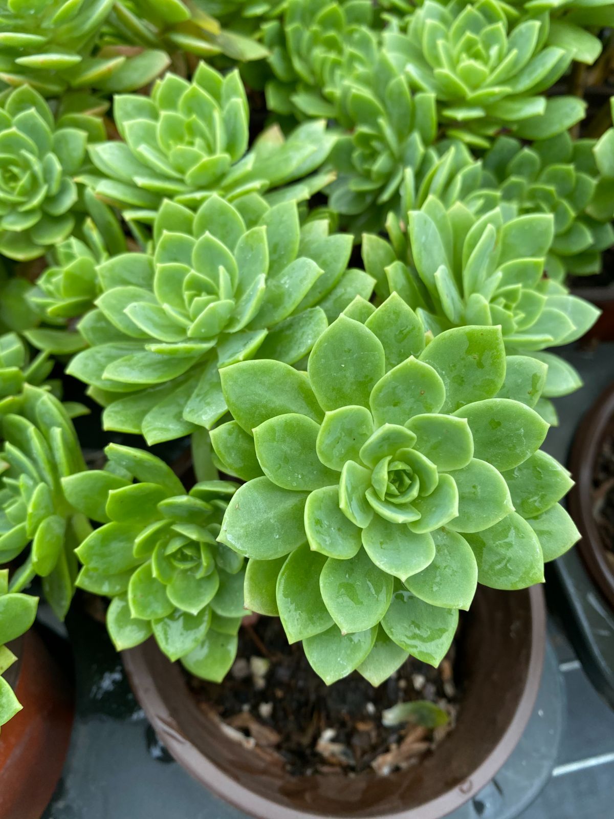 新発売 24株セット フロストフラワー群生 抜き苗 多肉植物 佐川急便