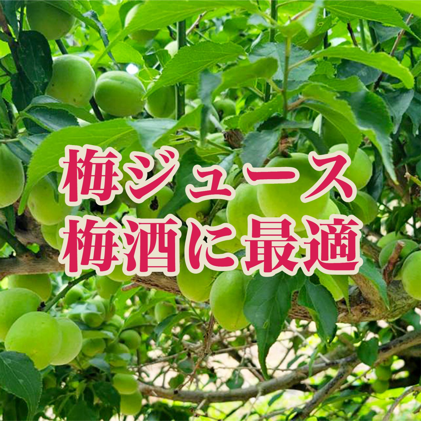 古城梅 2kg 和歌山県産 青梅 梅酒・梅ジュース用 希少種 - メルカリ