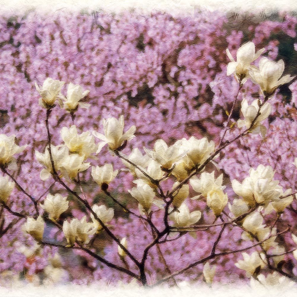 和紙の絵写真 「彼岸桜の中のハクモクレン」 立体額縁付き 44x31cm