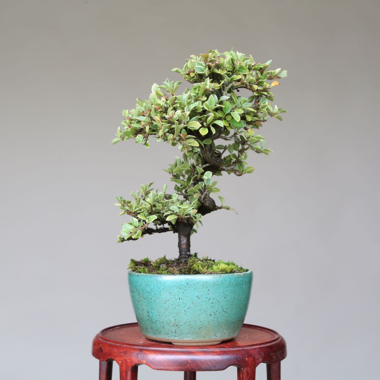 斑入り紅紫檀 ベニシタン 小品盆栽 メルカリshops