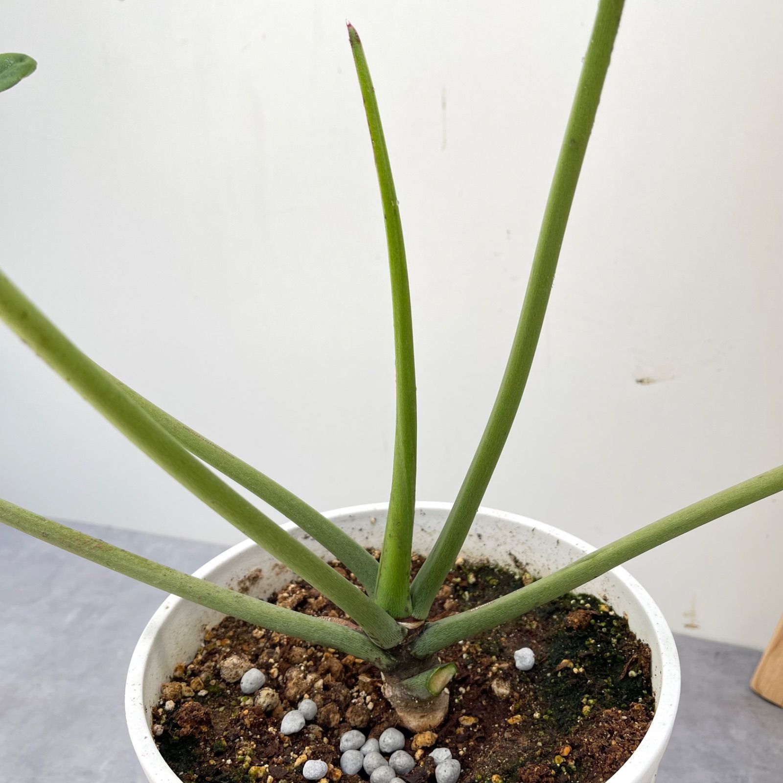 フィロデンドロン　ジョーピー　1【現品】☆希少☆ 観葉植物　室内 フィロデンドロン ジョーピー 1【現品】☆希少☆ 観葉植物 室内