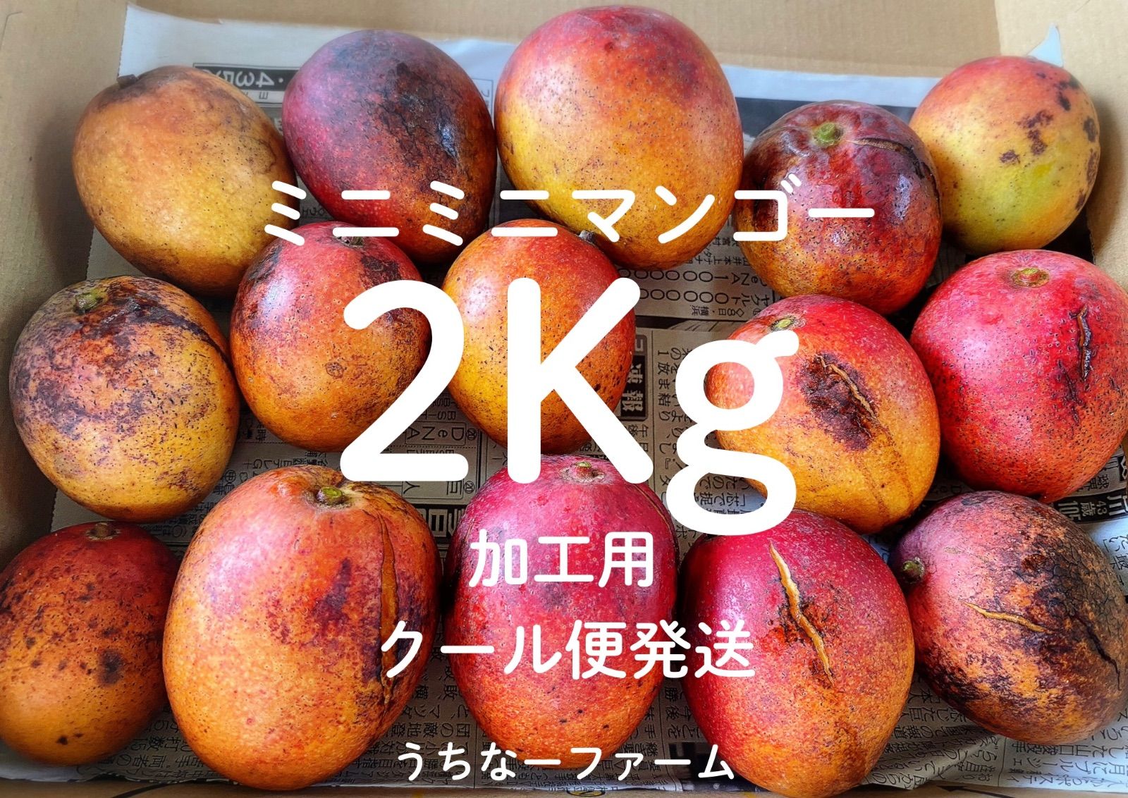 56. マンゴー 2kg ミニマンゴー 2kg 家庭用 傷黒点あり ミニマンゴー 家庭用 約2kg ※炭疽・傷・あり 沖縄県産 : 沖縄