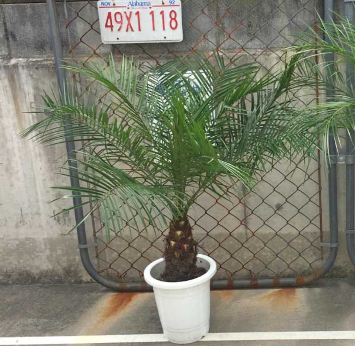 ロベヤシ フェニックス・ロベレニー ヤシ ヤシの木 パームツリー 椰子