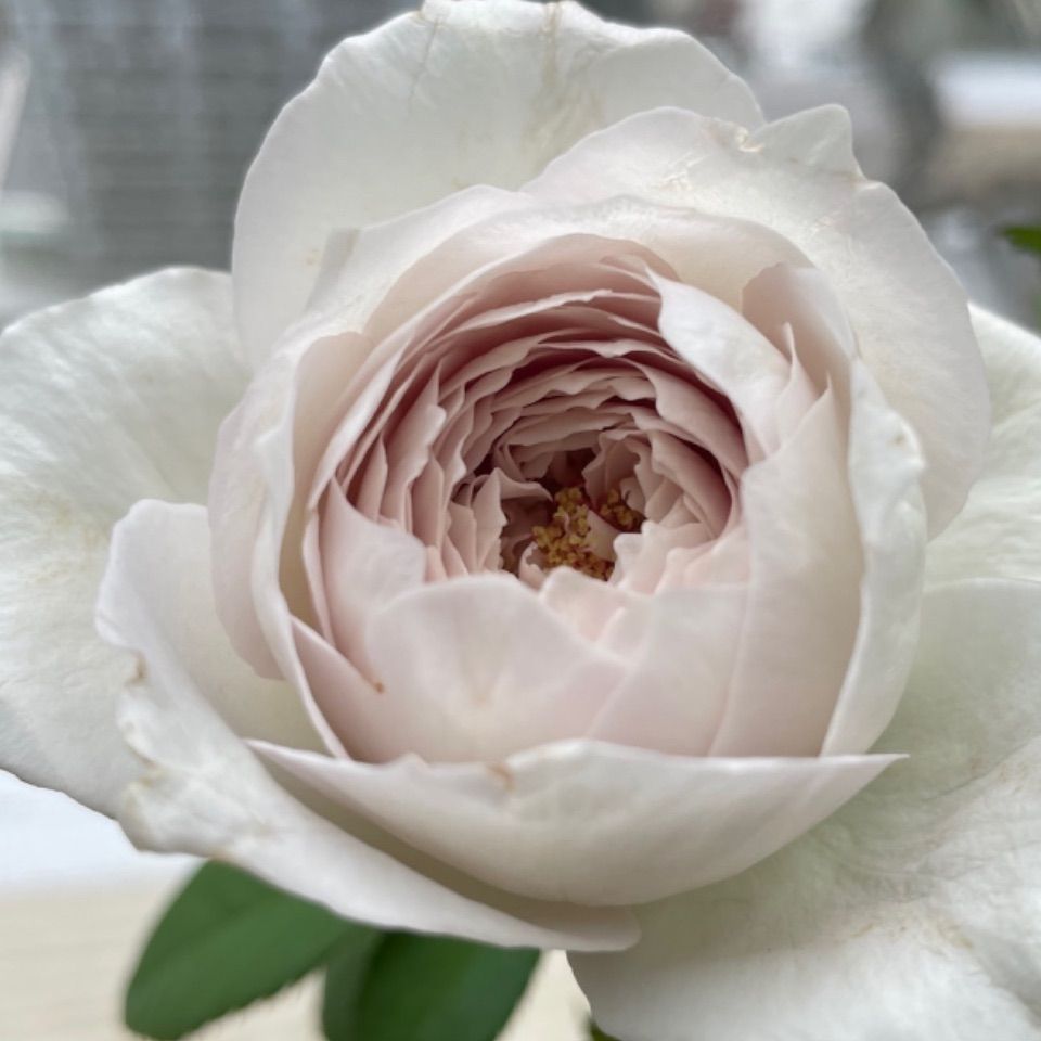 蕾付き♡ 超強香超強健！入手困難パールのようなお花 切り花品種