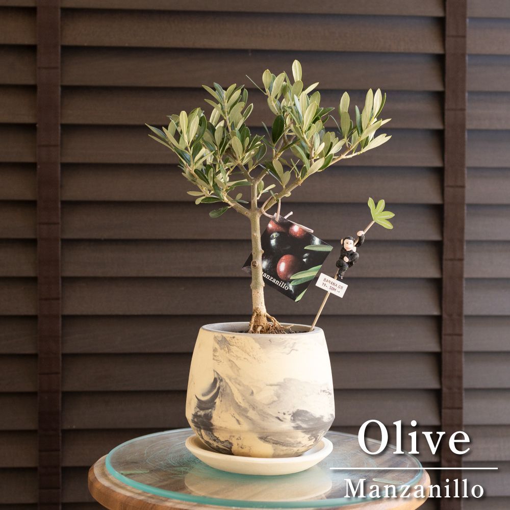 糸魚川真柏 小品盆栽 齢35年 樹高21cm ジンシャリ【五葉松/赤松/黒松