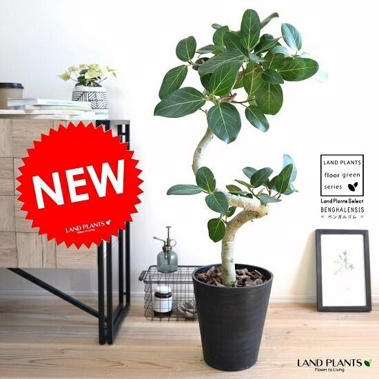 エバーフレッシュ リビングサイズ‼️ L11 高さ120cm 楽天市場