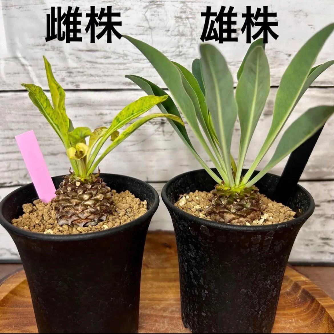 鉄甲丸 雄雌ペア ユーフォルビア ブプレウリフォリア 多肉植物