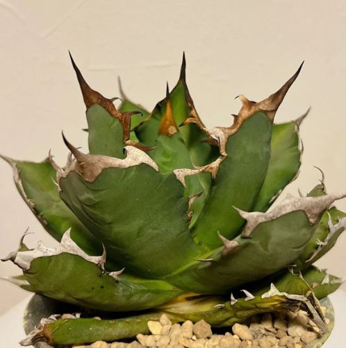 アガベ Agave titanota 姬嚴龍 ボールタイプ 台湾輸入 16cm② - メルカリ