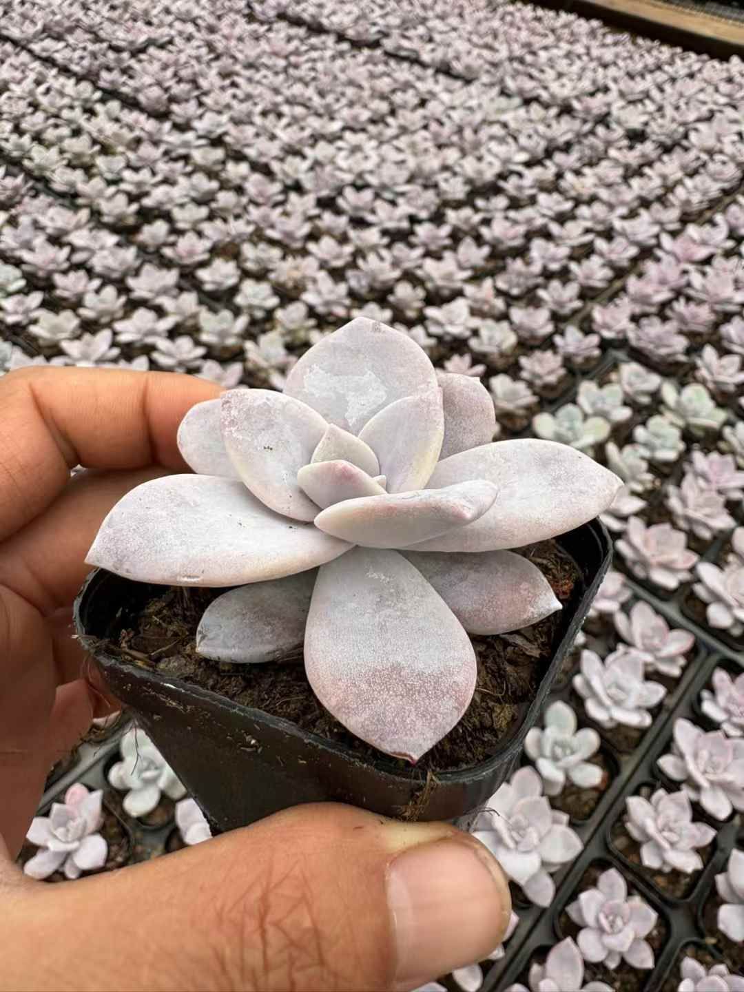 抜き苗 レッドティー XJB434×50株 ふっくら 多肉植物 エケベリア