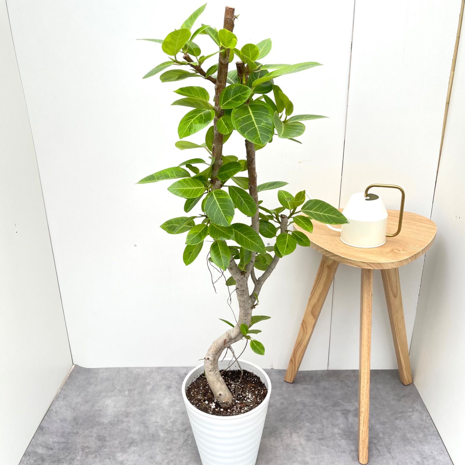 フィカス　アルテシマ　曲がり　15【現品】観葉植物　室内　大型 フィカス アルテシマ 曲がり 15【現品】観葉植物 室内 大型