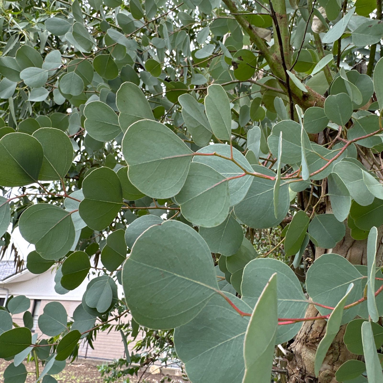 ユーカリプルブレンダフレッシュ ユーカリポポラスフレッシュ ブルー