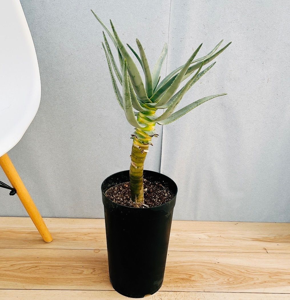 アカシア「スペクタビリス」7号鉢180cm大株 7号鉢 サイズ 大きい