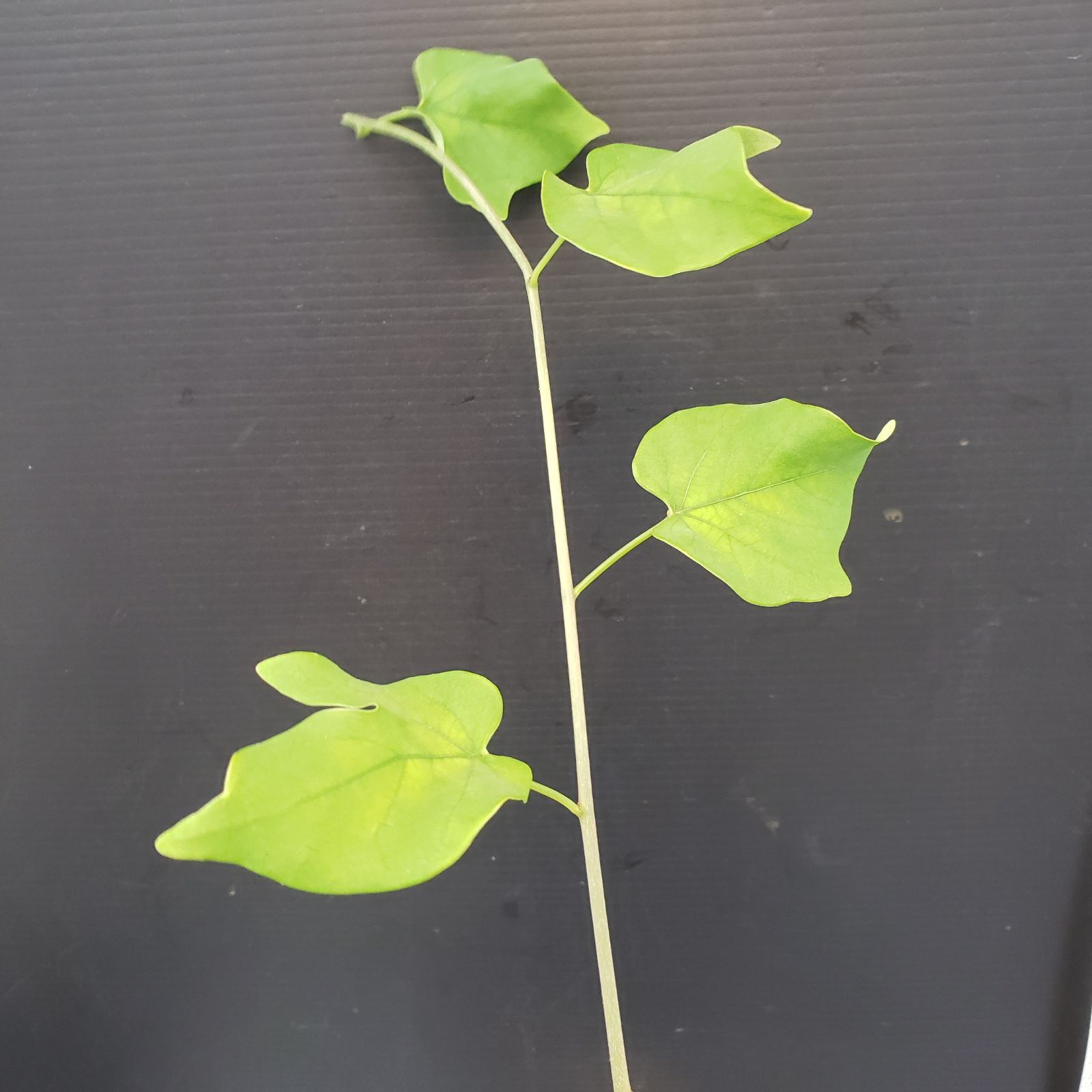 V236【自社水耕発根株】Adenia クリスタルグリーン（現地球・抜き苗