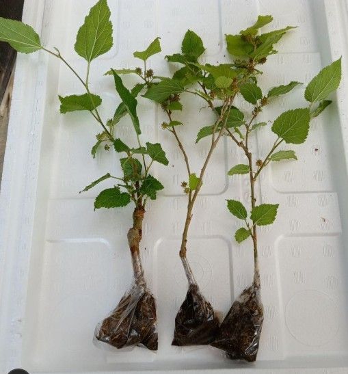 マルベリー（桑の実）の苗木 3本セット 大きさ（大） ／農薬不