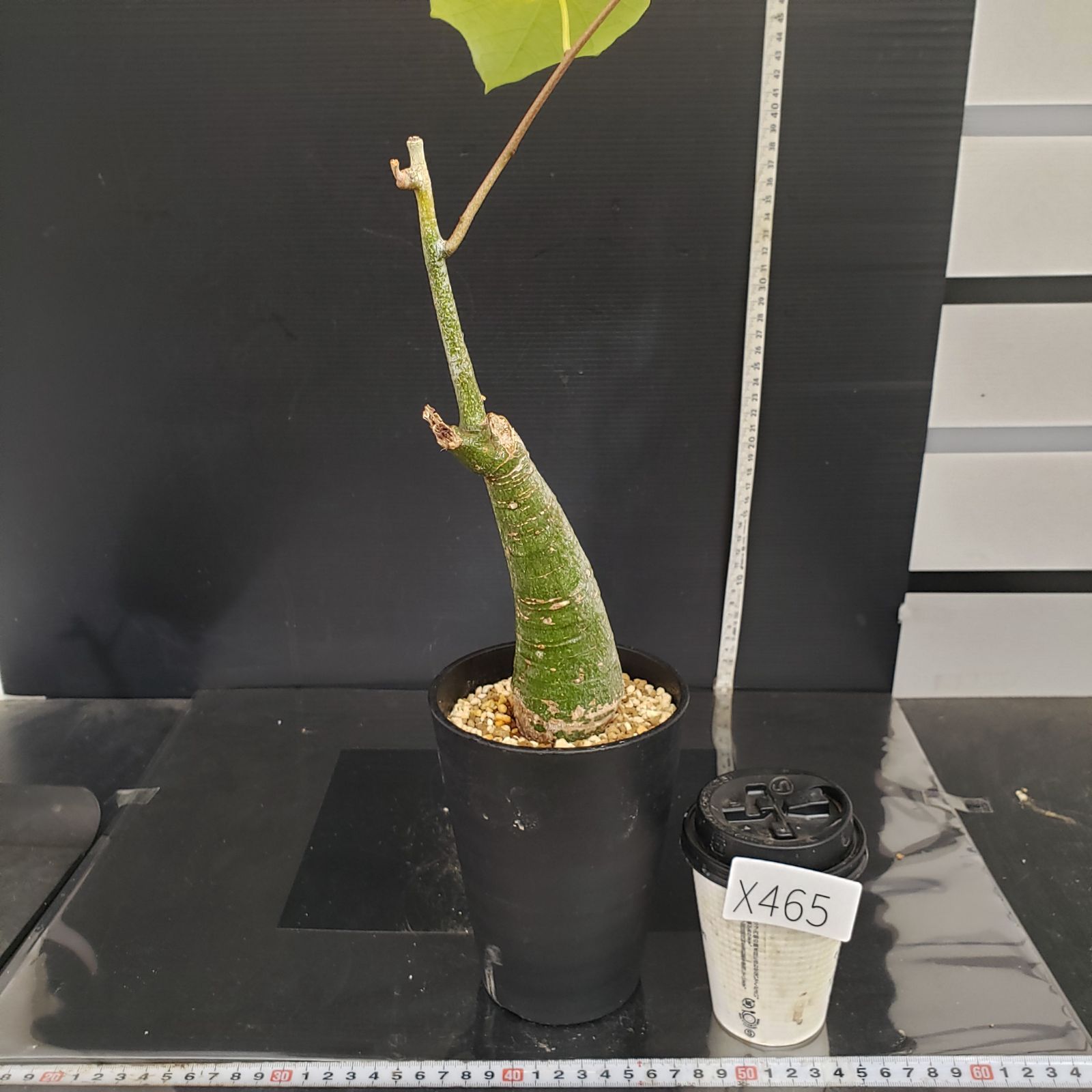 X465【自社養生株】アデニア クリスタルグリーン（現地球・発根株