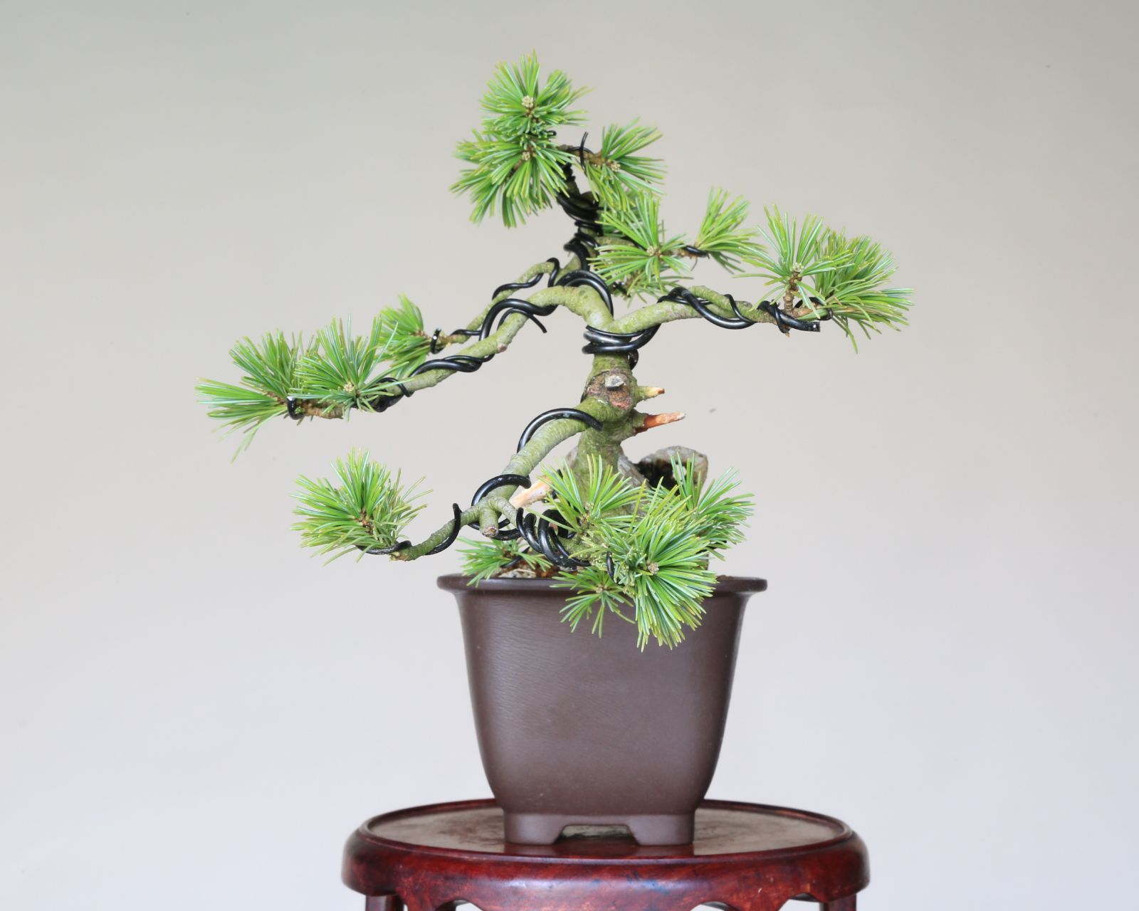 現品 盆栽
