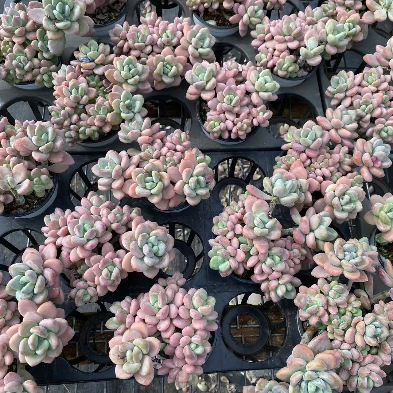 30株の抜き苗セット】ローシン(ピンク) 多肉植物 佐川急便発送