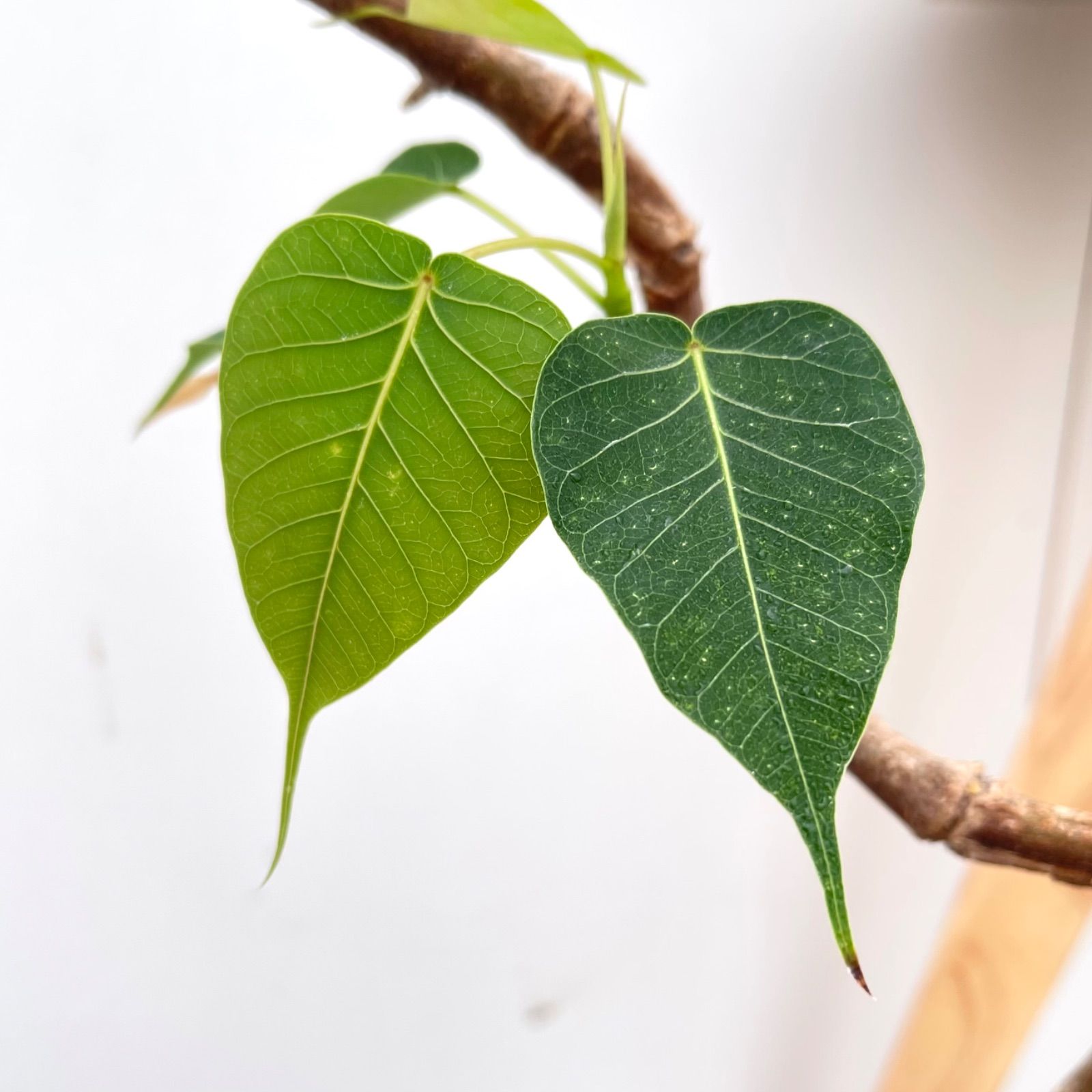 インドボダイジュ　5【現品】観葉植物　室内　6号 インドボダイジュ 5【現品】観葉植物 室内 6号 - メルカリ