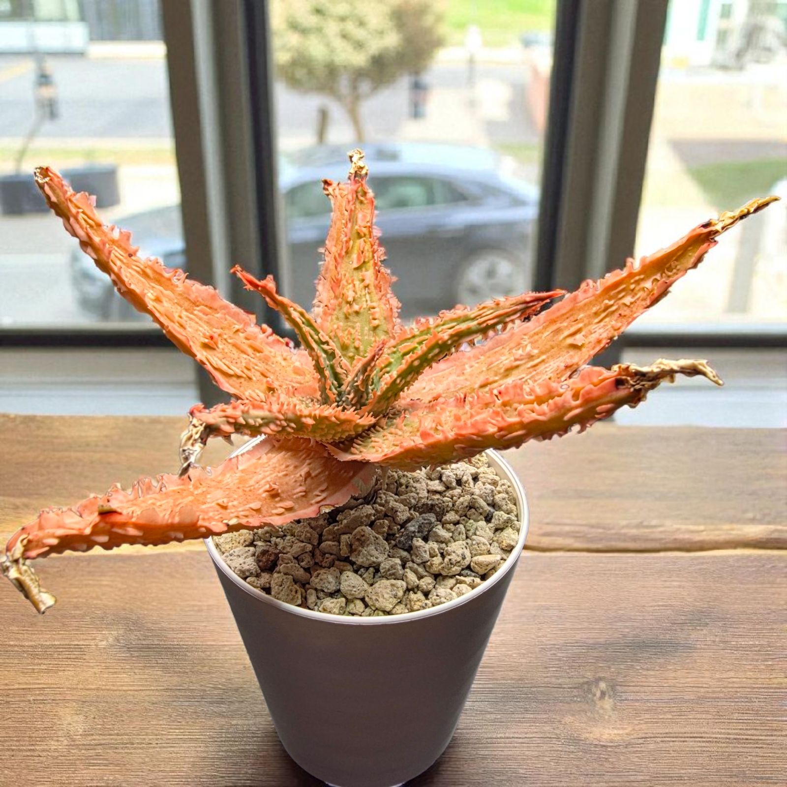 極上美株】アロエ ザ・コア ハイブリッド (Aloe 'THE CORE' HYBRID