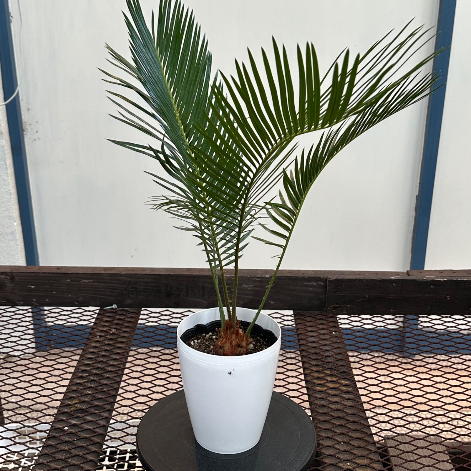 ソテツ 蘇鉄 ドライガーデン 蘇鉄 ソテツ ―― ヤシ アガベ ドライ