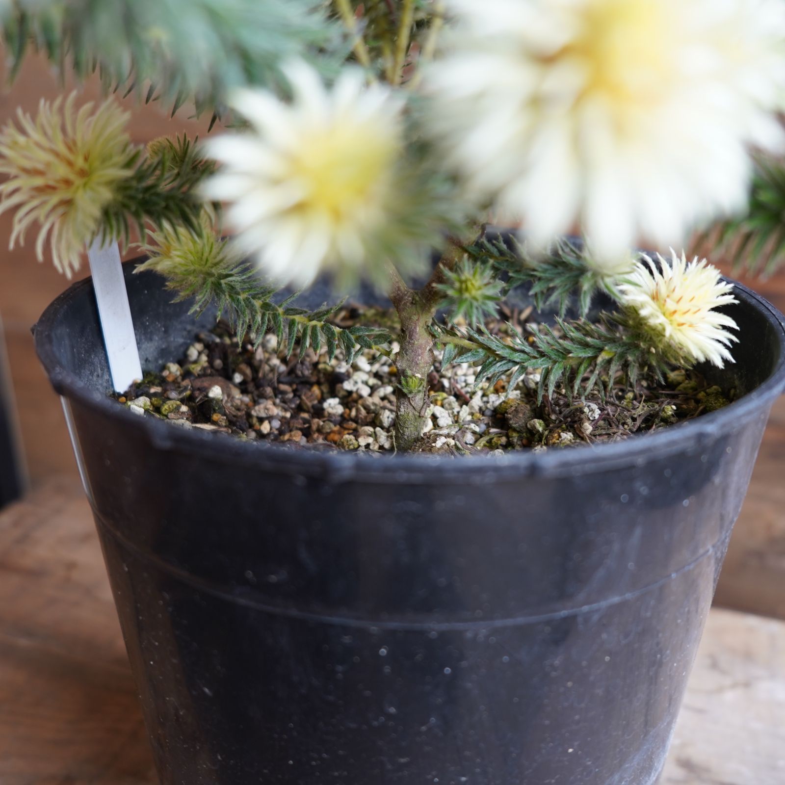 フィリカ プベッセンス ワフトフェザー 7号 C オージープランツ 現物