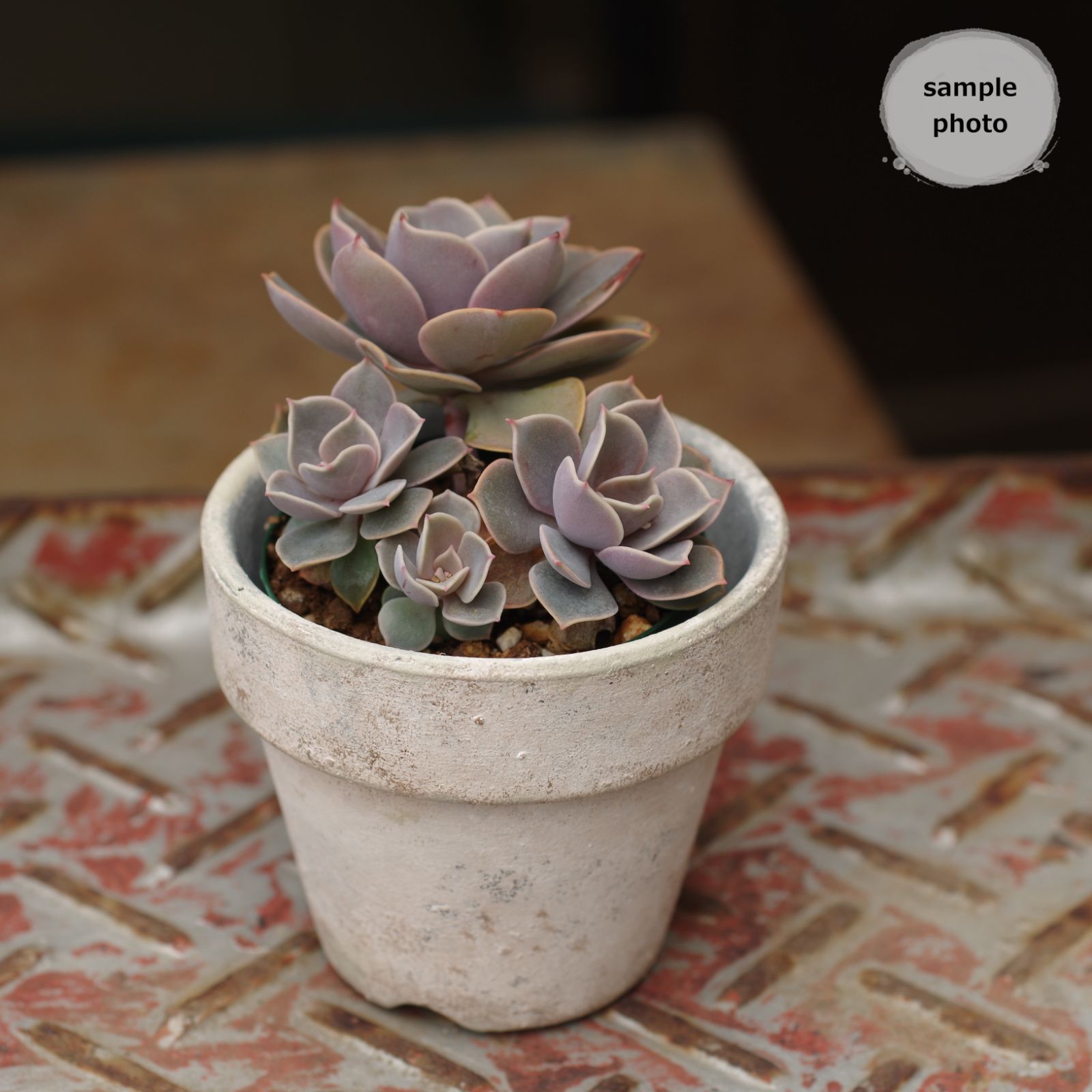 リメ鉢 3号×同デザインカラー3コセット＊ラッピング仕様＊素焼き鉢