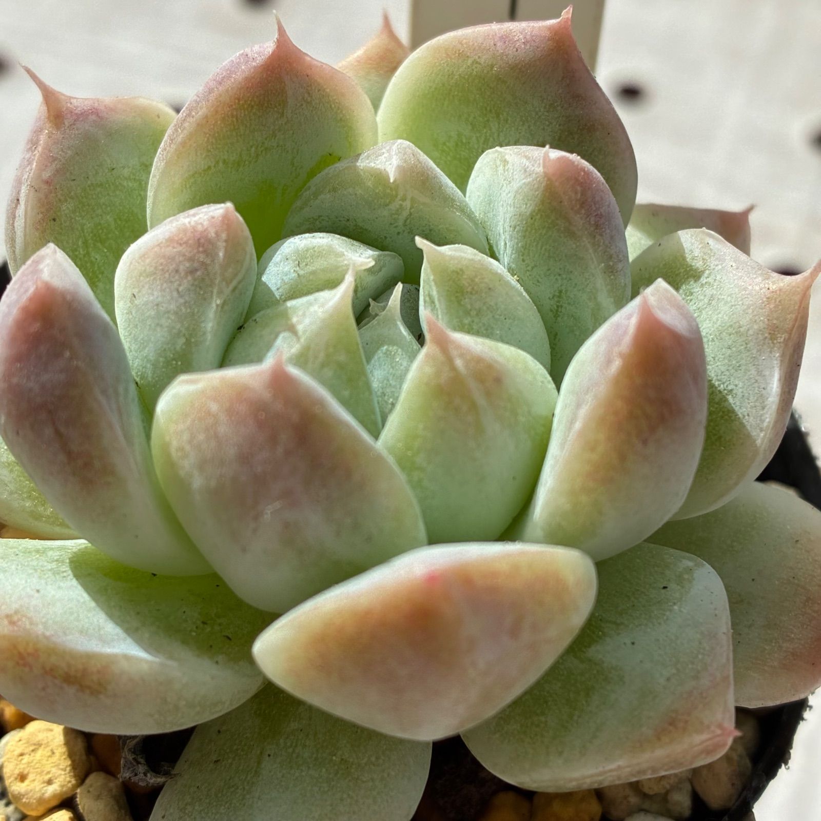 スノーフィールド◎多肉植物 カット苗 韓国苗 エケベリア等 楽天市場】多肉植物 エケベリア スノーフェイス 韓国苗 抜き苗
