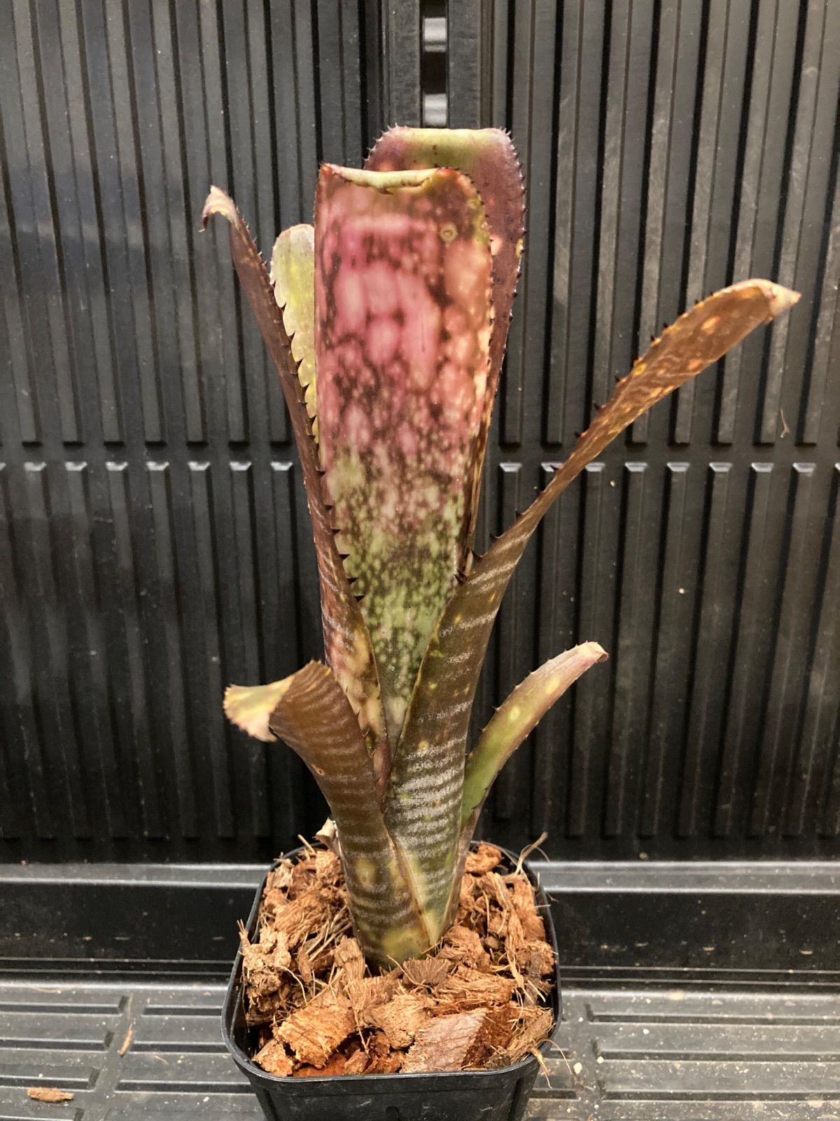 Billbergia Hana